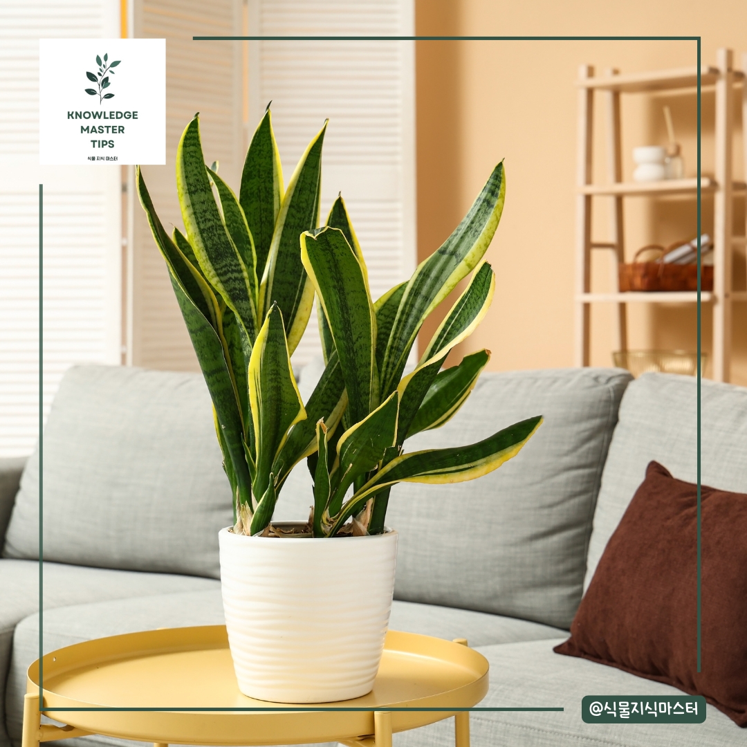 산세베리아, 멀쩡한 척하다 갑자기 무너지는 식물