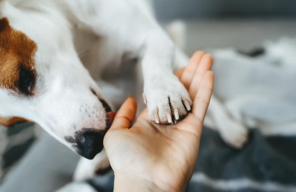 개가 주인의 손을 핥는 이유
