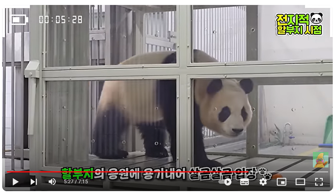 푸바오 송환 마지막 모습