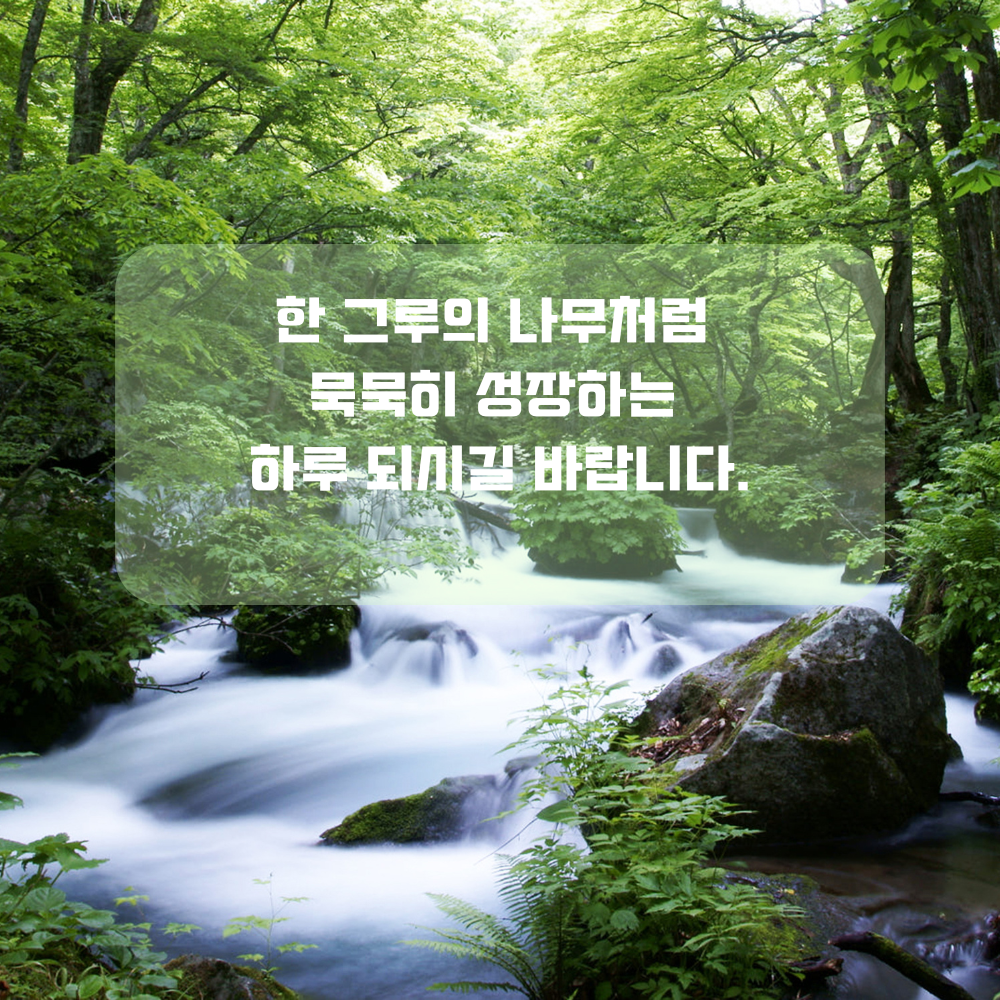 4월 인사말 식목일 인사글귀 좋은 글 문구 나무 숲 사진 이미지 모음집
