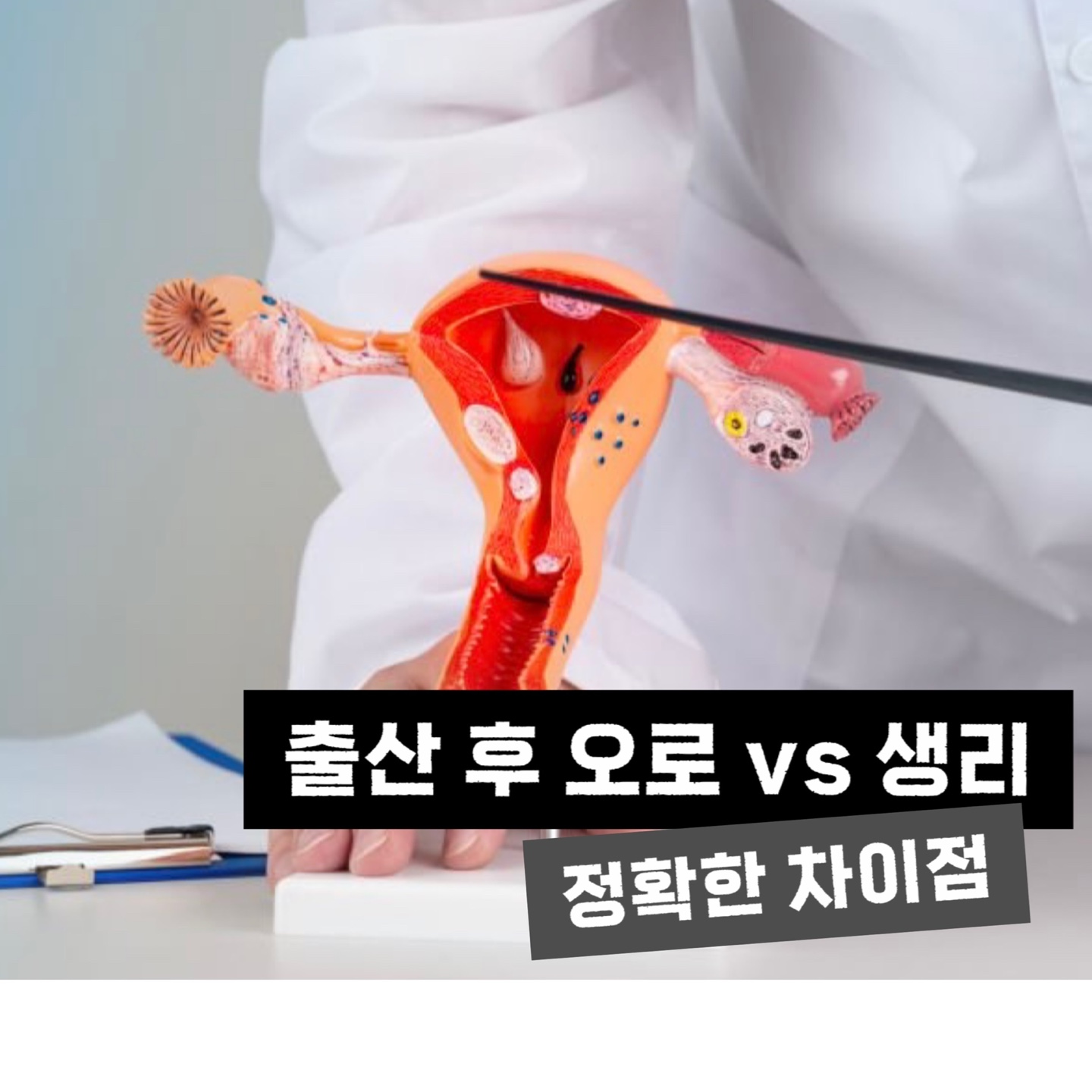 여자 자궁모형
