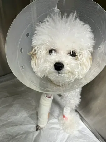 강아지 백내장 수술비용 현실 증상 예방법 보호자 가이드 정리_18