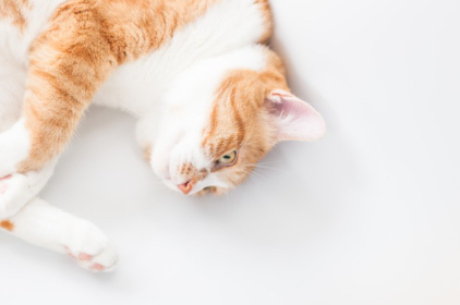 누워있는 고양이.