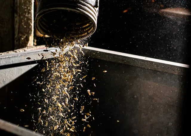 귀리 재배 봄 파종 배수 관리 비료량 조절_9