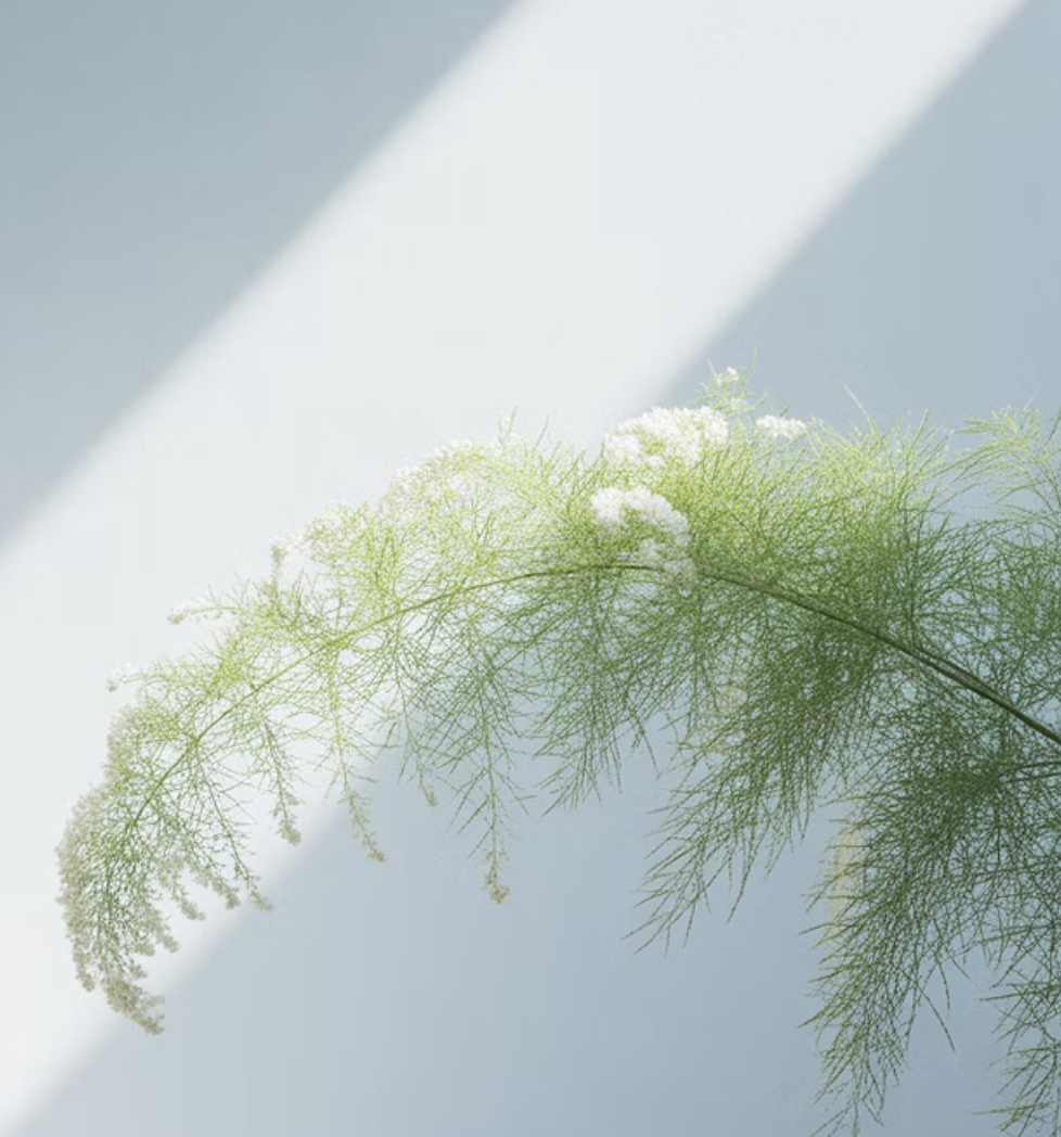 아스파라거스모종 심는 시기&amp;#44; 봄과 가을 중 언제가 최적일까?