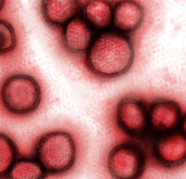 독감바이러스구조-이미지1