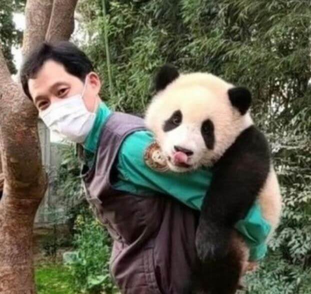 푸바오 강철원 사육사