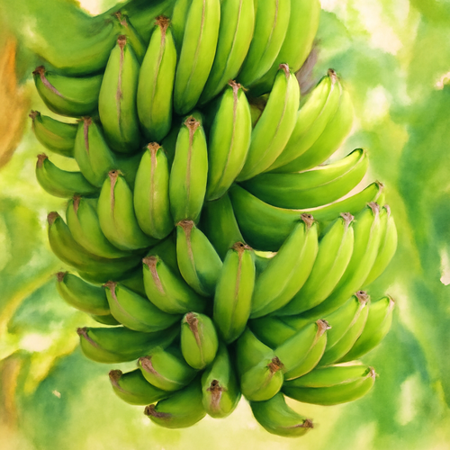 바나나_효능_7가지