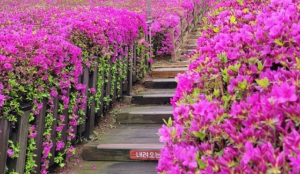 군포철쭉축제