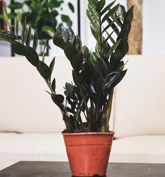 금전수 번식 꽃말