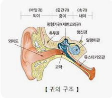 귀 구조