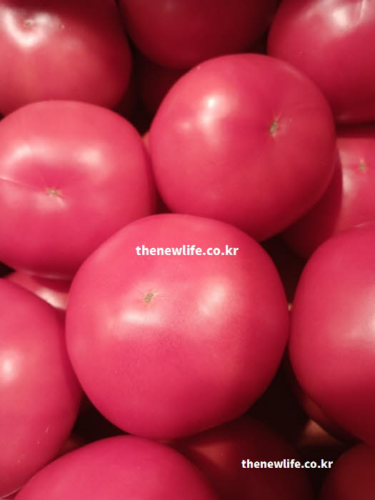 토마토 효능 중 풍부한 식이섬유가 체중 감량 식단에 활용되는 모습을 담은 실사진