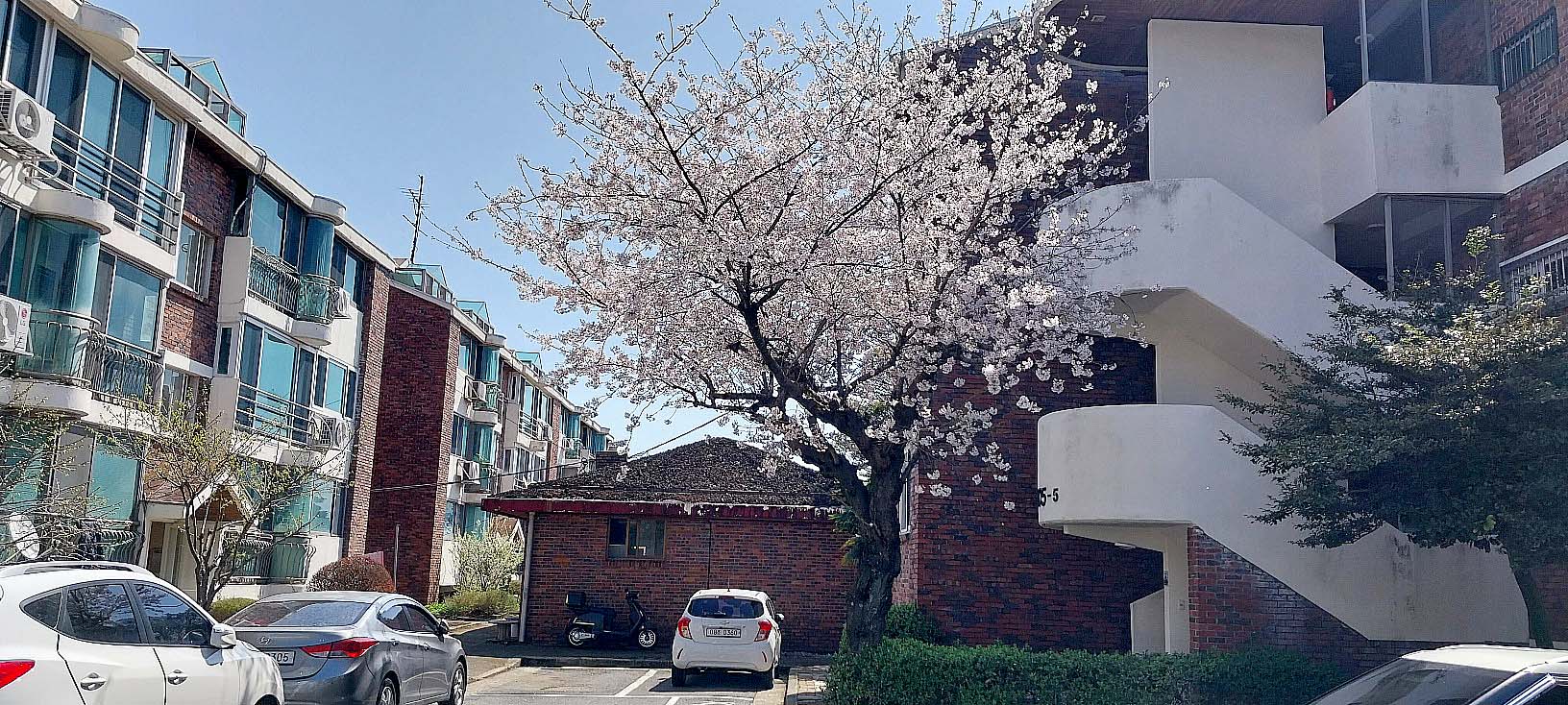 제주 현대연립 벚꽃뷰
