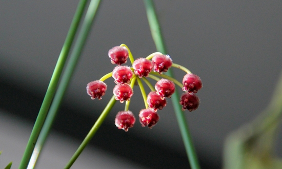 아름다운 자태 매력적인 향기 호야꽃 특징/종류/향기/꽃말/의미/인테리어