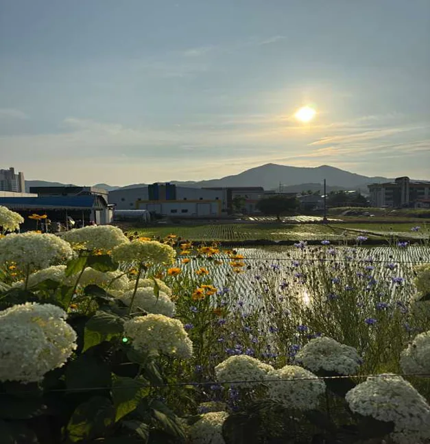 유구 색동수국정원