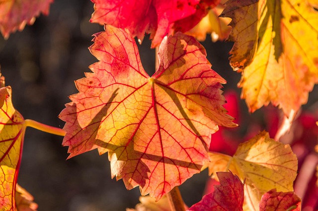 2025년 10월 춘천 최신 실시간 단풍 현황