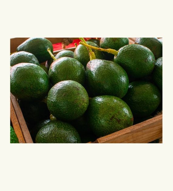 아보카도 효능 부작용