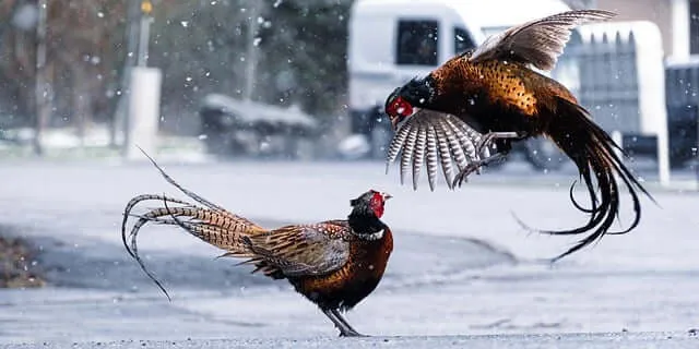 부부싸움 중 쌍방폭행, 이혼 소송에 불리할까? 위자료 지급 & 실제 판례 정리 (+최신)