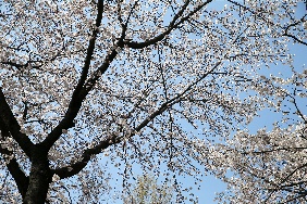 부천에서 만나는 오색봄꽃 여행 기본일정 과 프로그램 소개