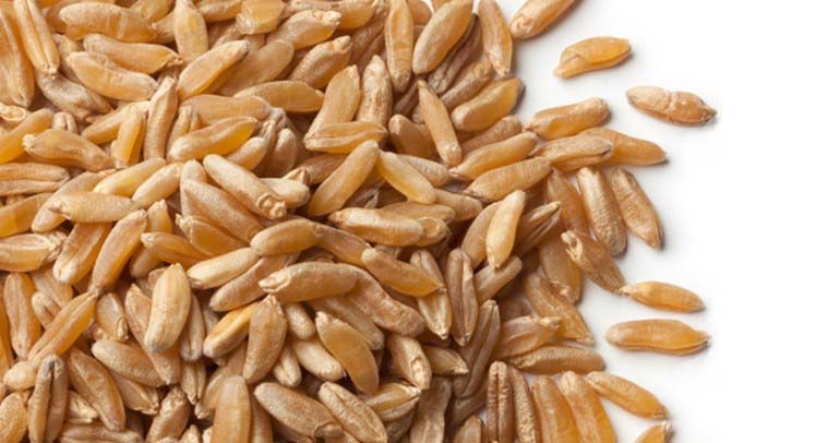 골드카무트효소 효능