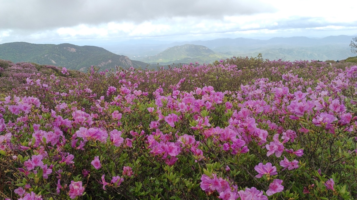 합천 황매산 철쭉9