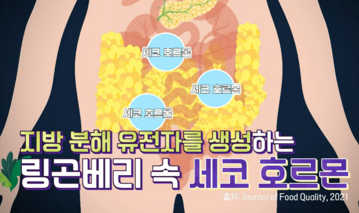링곤베리 효능