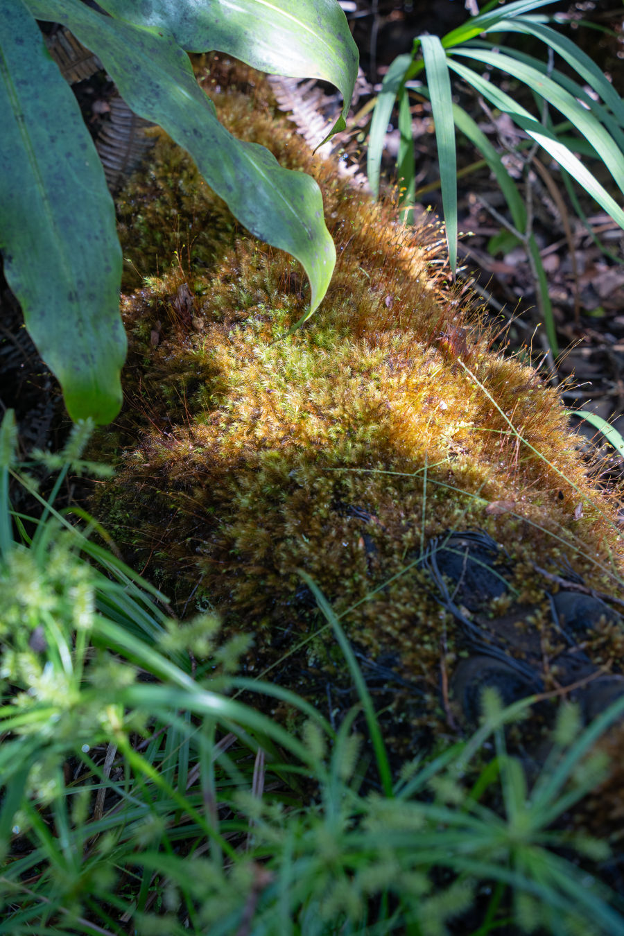 칼라우에아 이키 전망대 열대우림