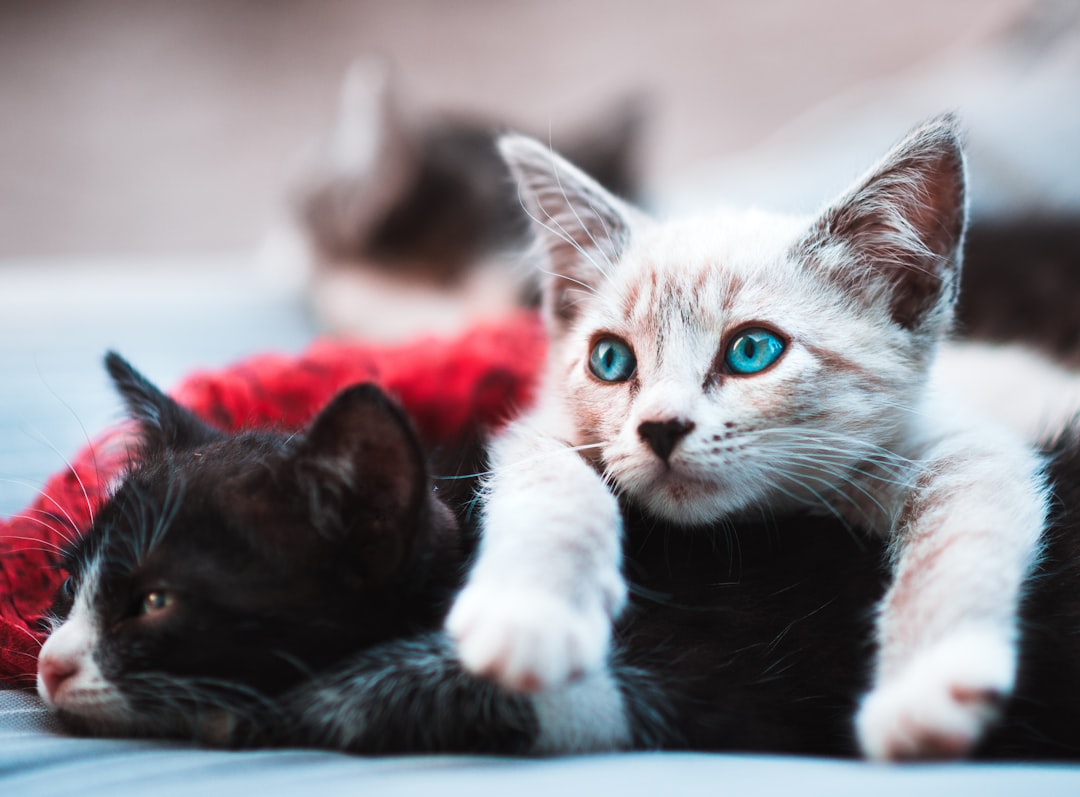 Kitten