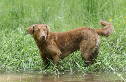 물에 발을 담그는 체사피크 베이 리트리버.