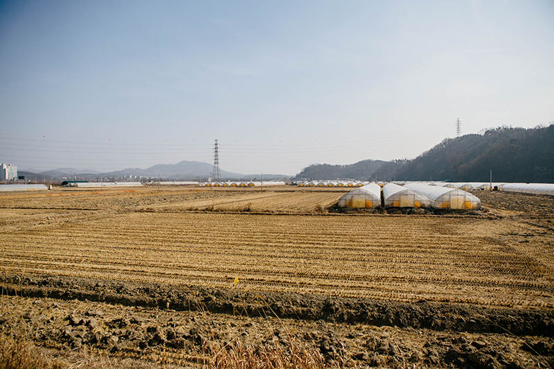 파주시 문산읍 내포리 평야. 겨울이라 황량한 논에 비닐하우스가 여기저기 설치되어 있다.