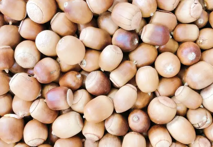 6시내고향 충북 제천 도토리떡 맛집