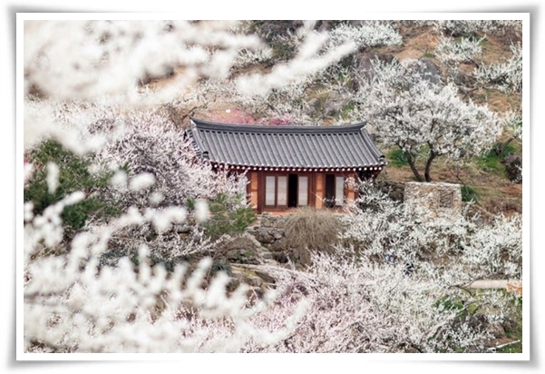 "매화" 겨울을 깨우는 은은한 향기의 비밀을 간직한 백매화 홍매화 청매화!
