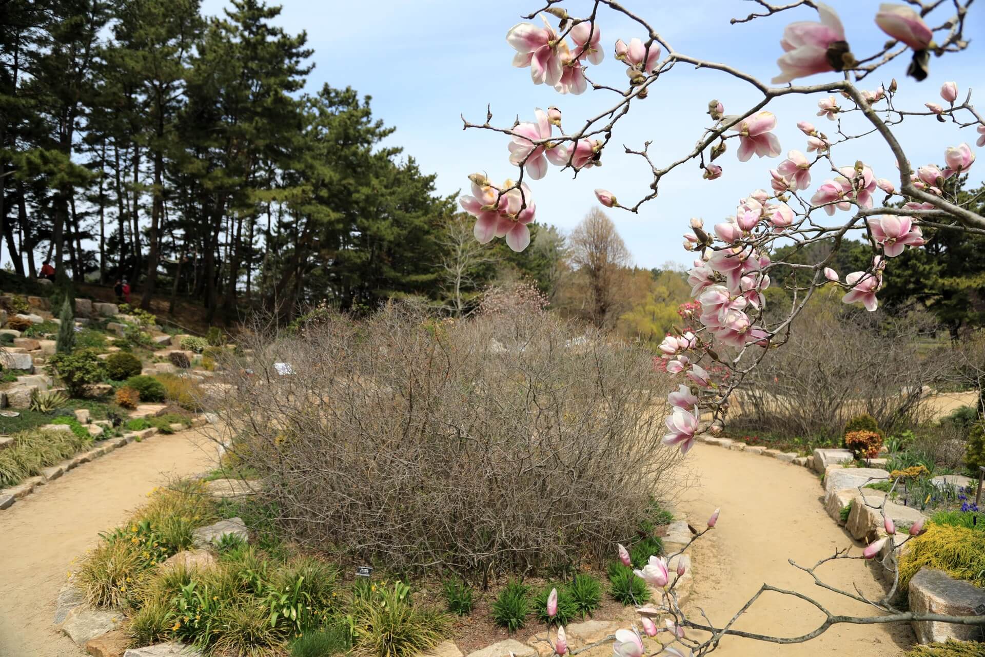 천리포수목원 목련축제
