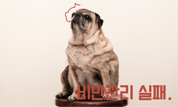 강아지-수명