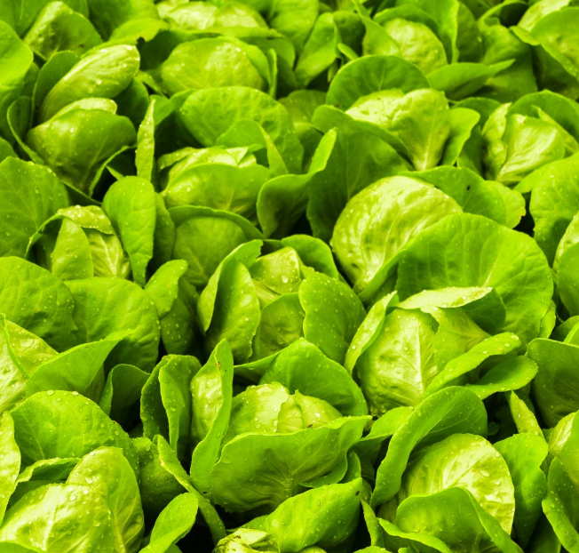 로메인상추_효능