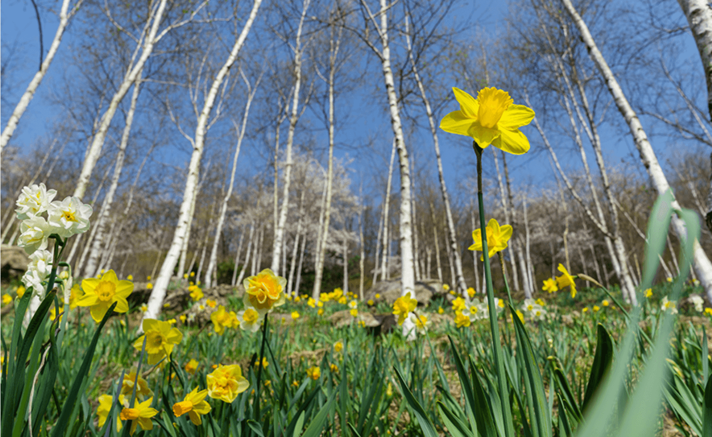 화담숲 화담채 모노레일 사전 예약, 할인받고 예매 하기