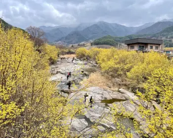 구례 산수유축제_3