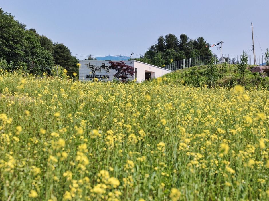 가평 양떼목장 유채꽃 축제