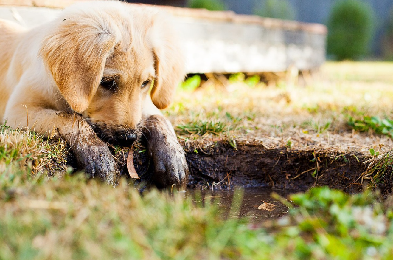 반려견이 땅을 파는 행동: 야생 본능과 심리적 해소