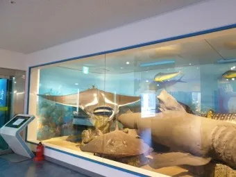 아이와 제주 여행 제주 민속 자연사박물관 예매 코스 가이드_8