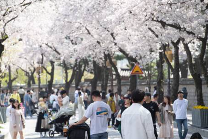 2024 경주 벚꽃축제 프로그램