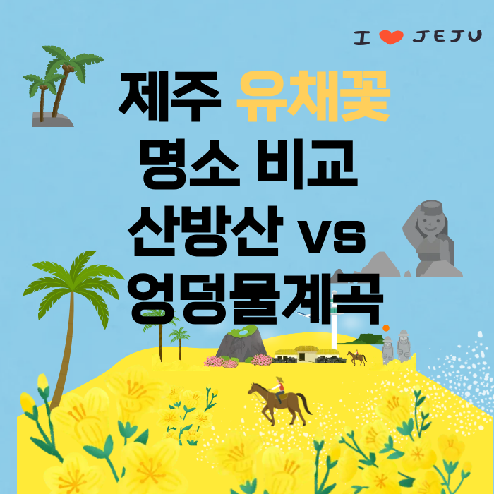 제주 유채꽃 명소 비교 산방산 vs 엉덩물계곡