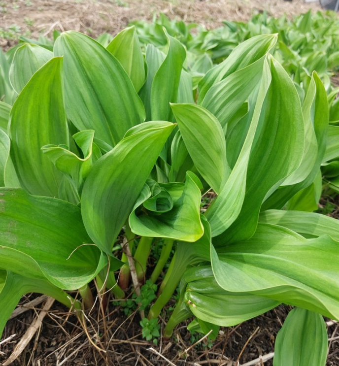 명이나물,산마늘 손질법, 효능과 부작용