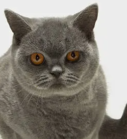 고양이 고혈압