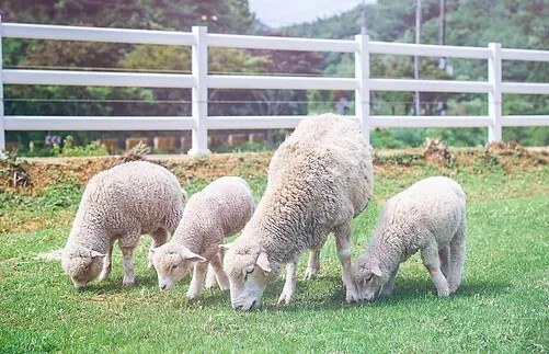 남해양마르뜨언덕 양떼