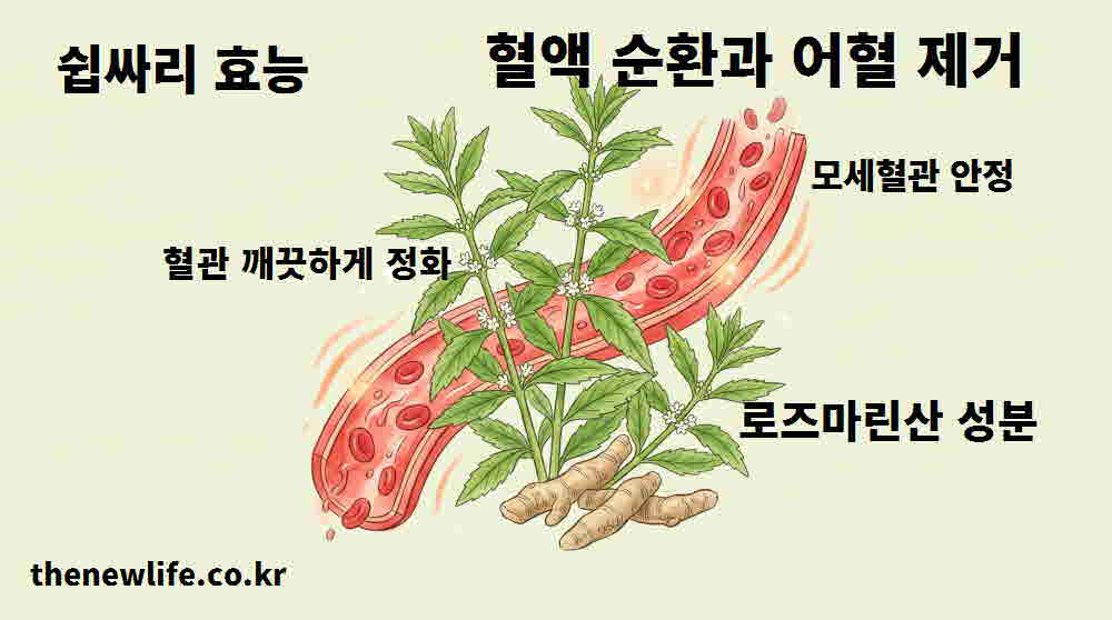 쉽싸리 효능 혈액 순환 어혈 제거