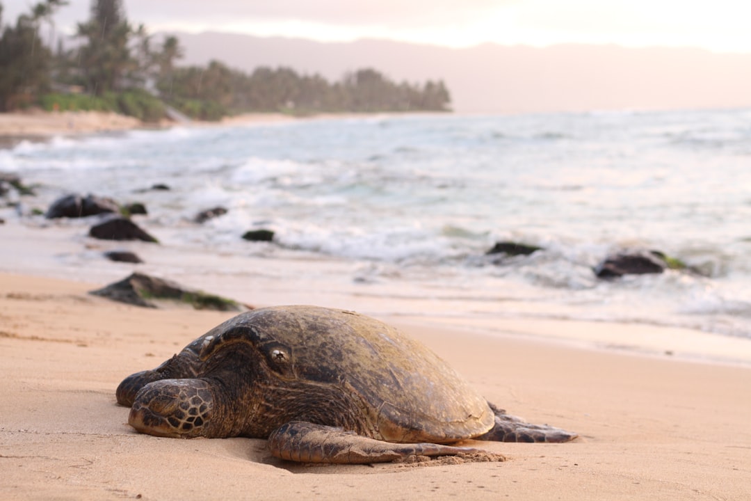 Turtle.