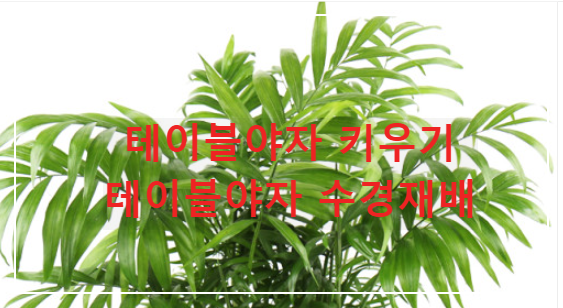 테이블 야자 키우기 수경재배