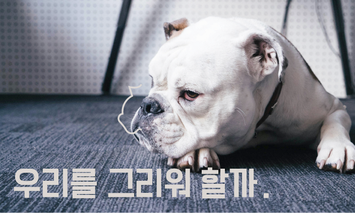 강아지-그리움