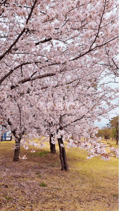 경주 벚꽃 개화 시기 및 축제 및 명소와 관련된 사진